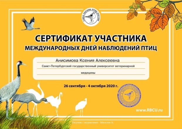 Сертификат волонтера