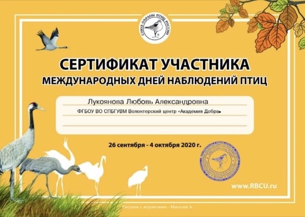 Сертификат волонтера